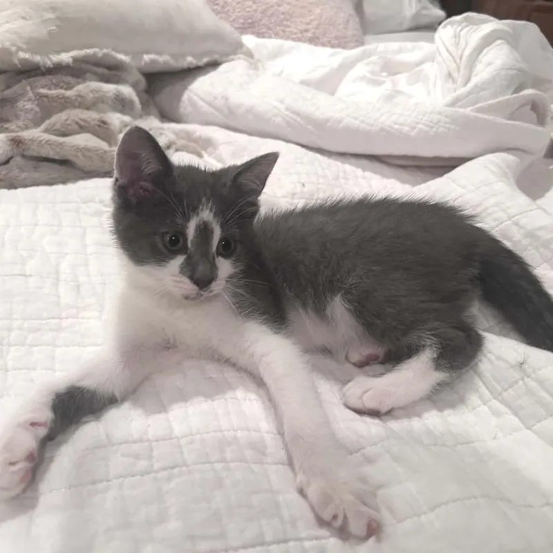 A baby small-sized female Gray / Blue / Silver Domestic Short Hair cat named Tootsie Pop for adoption in West Olive, MI