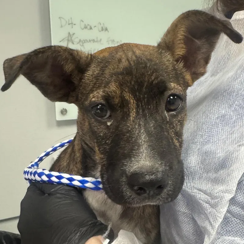 A baby small-sized female Mixed Breed dog named Kirby for adoption in Greenville, SC