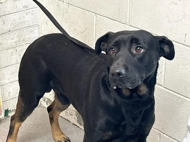 A young large-sized male Labrador Retriever dog named Sam for adoption in San Bernardino, CA