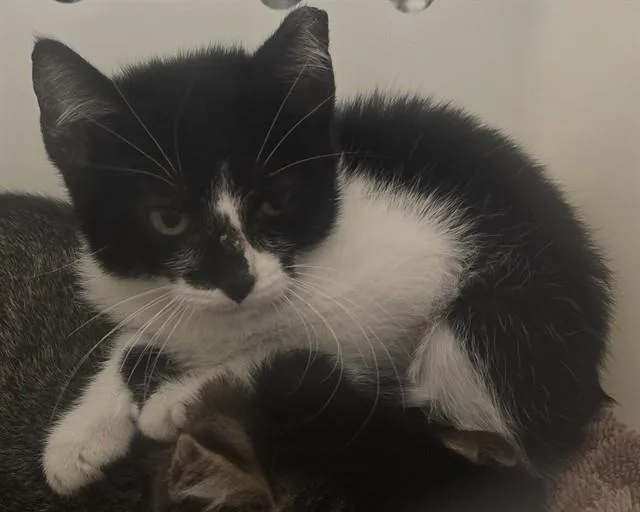 A baby small-sized female Domestic Short Hair cat named Swiss for adoption in Olathe, KS