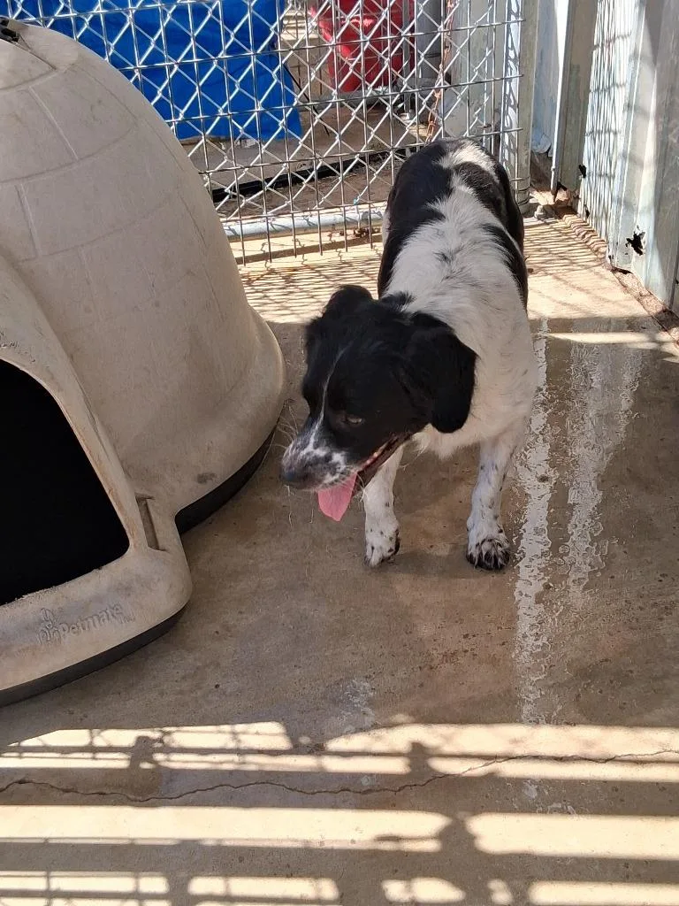 An adult medium-sized male Border Collie dog named Tony for adoption in Brownwood, TX