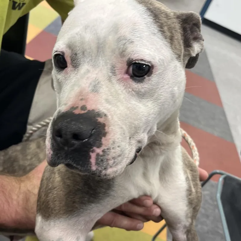 An adult medium-sized female White / Cream Mixed Breed dog named Katarah for adoption in Philadelphia, PA