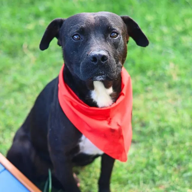 An adult medium-sized male American Staffordshire Terrier dog named Shadow for adoption in San Antonio, TX