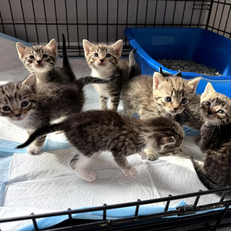 A baby small-sized female Brown / Chocolate Domestic Short Hair cat named Ginger Rogers for adoption in Skokie, IL