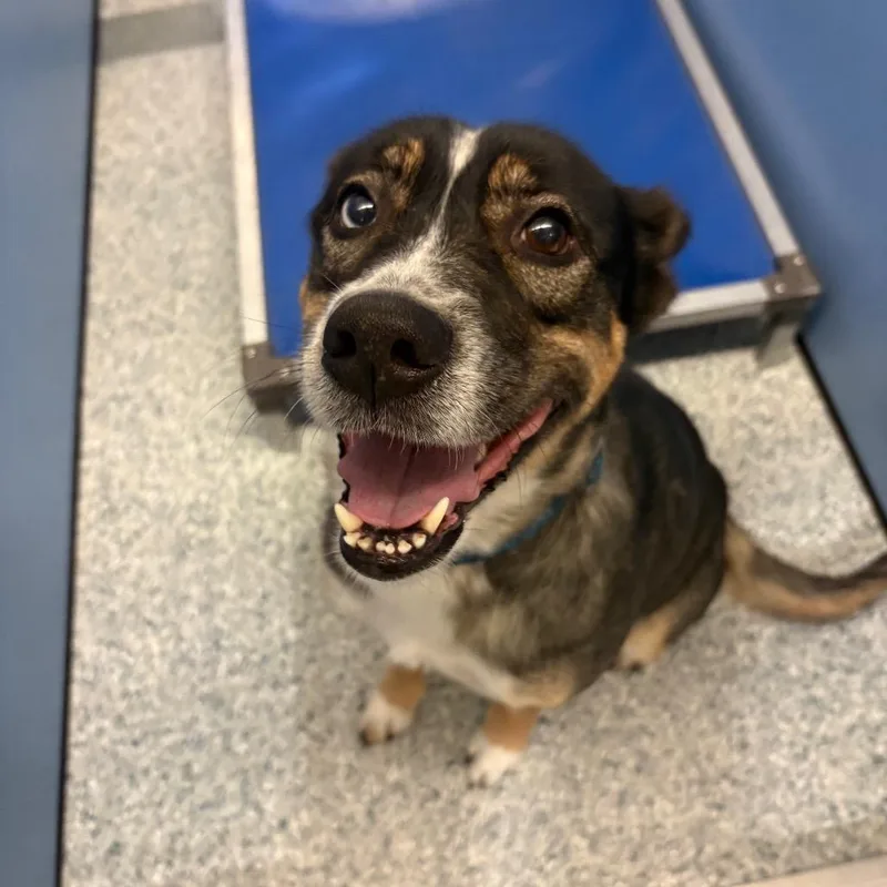 An adult medium-sized female Husky dog named Sheba for adoption in Manhattan, KS