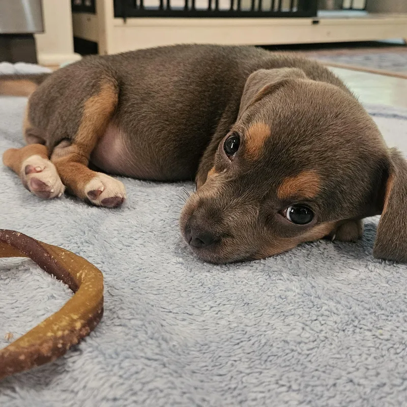 A baby small-sized female Brown / Chocolate Beagle dog named Wasabi for adoption in Rock Hill, SC