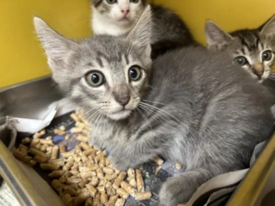 A baby small-sized male Domestic Medium Hair cat named Adam for adoption in Los Angeles, CA