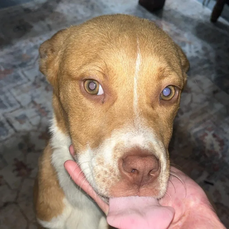 A young medium-sized female Yellow / Tan / Blond / Fawn American Staffordshire Terrier dog named Bambi for adoption in Rossville, GA