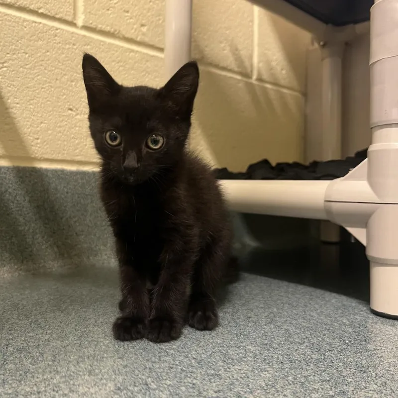 A baby small-sized male Black Domestic Short Hair cat named Void for adoption in Naples, FL