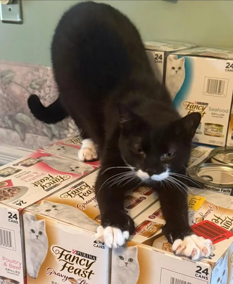 A young medium-sized male Tuxedo cat named Liam for adoption in Newark, NJ