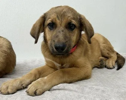 A young medium-sized male Shepherd dog named Abel for adoption in Phoenix, AZ