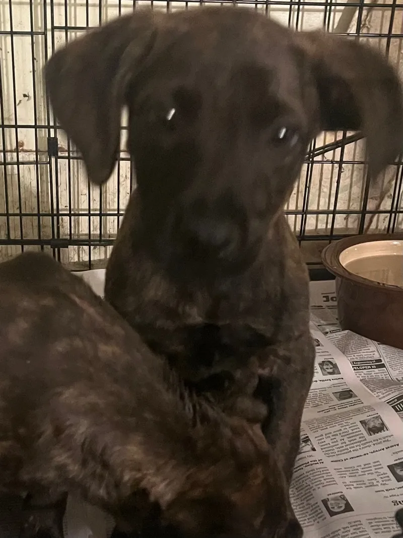 Moe Larry Curley thumbnail 2