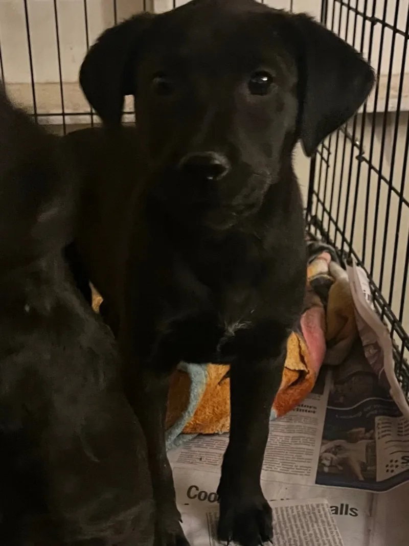 Moe Larry Curley thumbnail 3