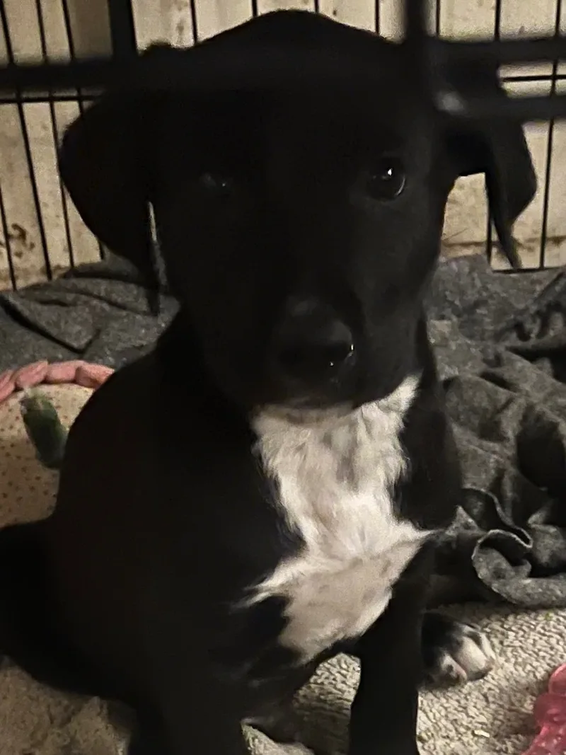 Moe Larry Curley thumbnail 4