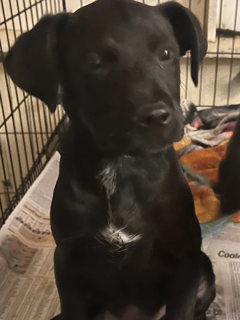 Moe Larry Curley thumbnail 5