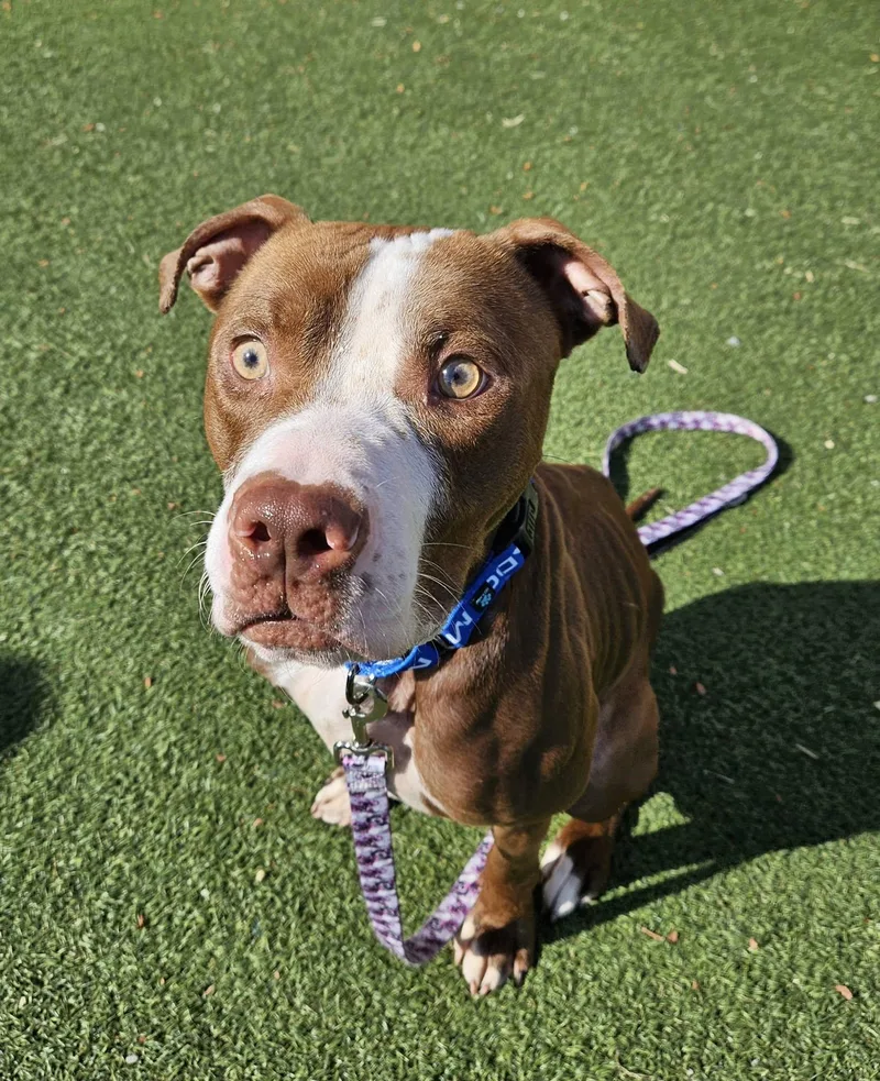 A young medium-sized male Brown / Chocolate Pit Bull Terrier dog named Ralo for adoption in Cleveland, OH