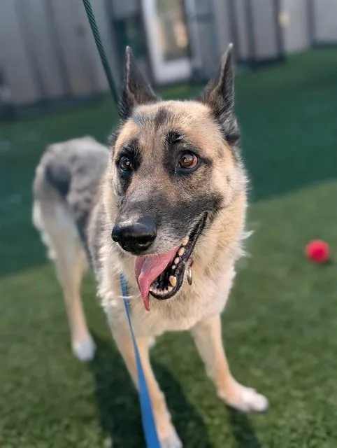 An adult large-sized female German Shepherd Dog dog named Star for adoption in Dallas, TX