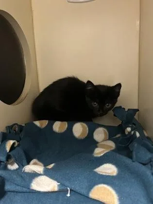A baby small-sized female Domestic Short Hair cat named Riviera for adoption in Pequot Lakes, MN