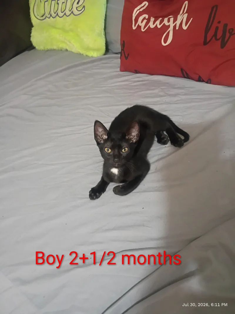 A baby medium-sized male Black Oriental Short Hair cat named Onyx for adoption in Rock Spring, GA