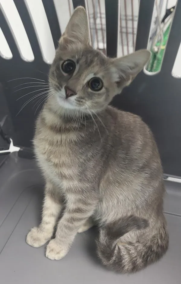 A baby small-sized female Domestic Short Hair cat named Kd c Margret for adoption in Lawrenceville, GA