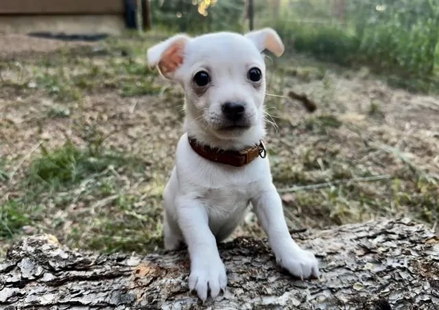 Wallace
