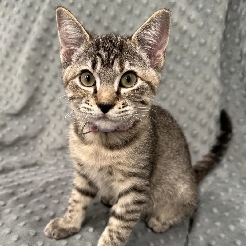 A baby small-sized female Brown / Chocolate Domestic Short Hair cat named Chess Baxter for adoption in Eagle Mountain, UT