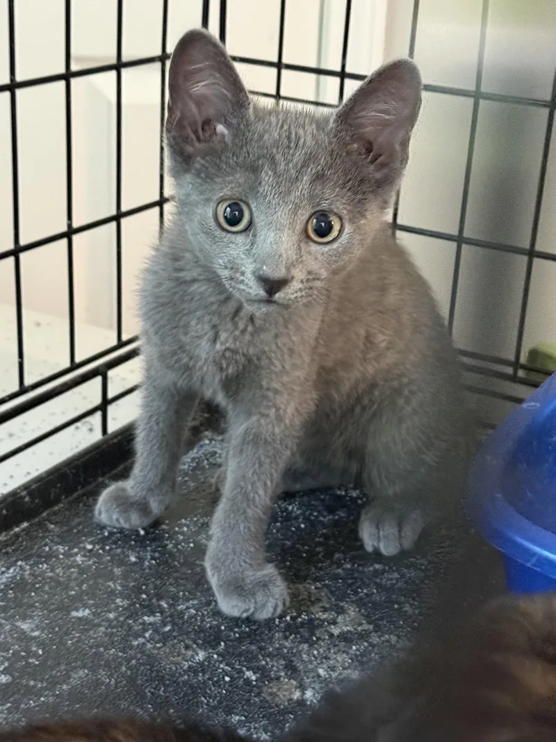 A baby small-sized male Russian Blue cat named Otis for adoption in Hockessin, DE
