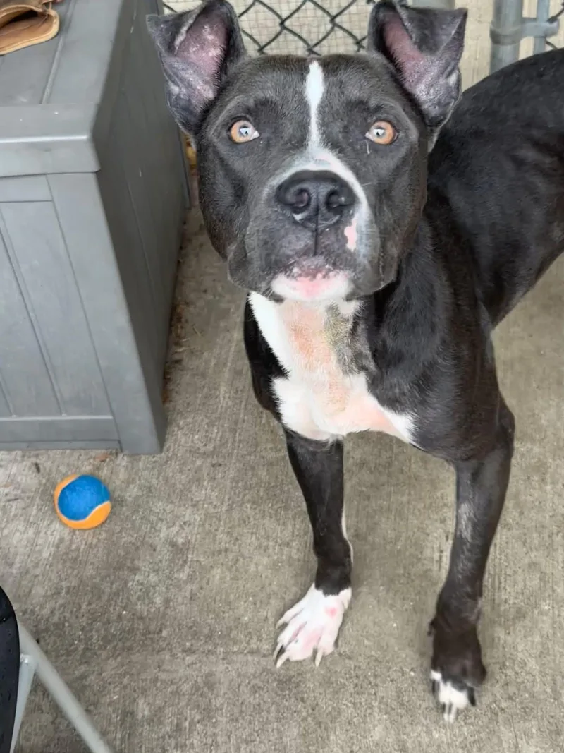 An adult medium-sized male Black Pit Bull Terrier dog named Carbon for adoption in Chicago, IL