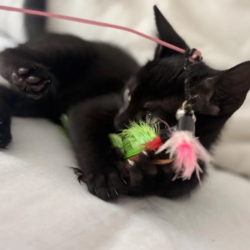 A baby small-sized female Black Domestic Short Hair cat named Wednesday for adoption in Middle Village, NY