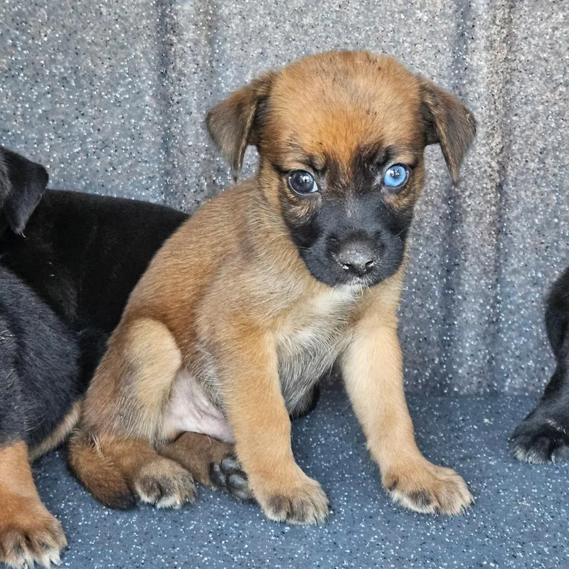 A baby small-sized male Brown / Chocolate Mixed Breed dog named Dudley for adoption in Lake Jackson, TX