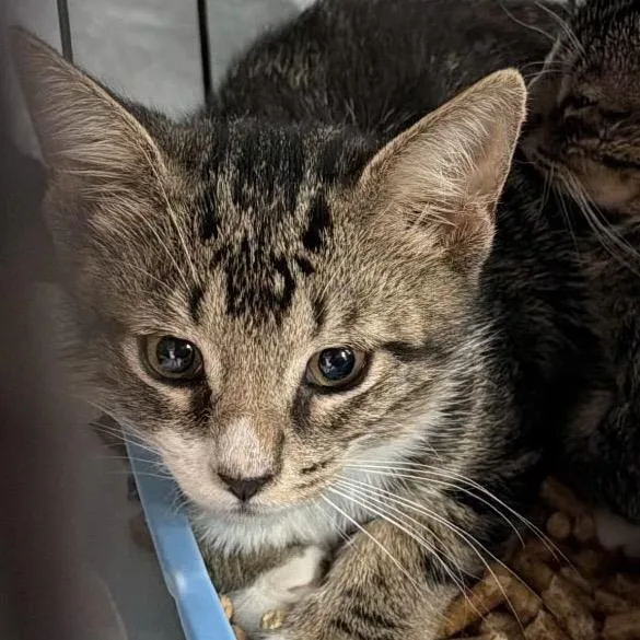 A baby medium-sized male Tabby (Gray / Blue / Silver) Domestic Short Hair cat named Ramsey for adoption in Nantucket, MA