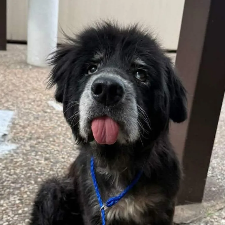 A senior medium-sized male Black Shepherd dog named Sirius Black for adoption in Pearland, TX