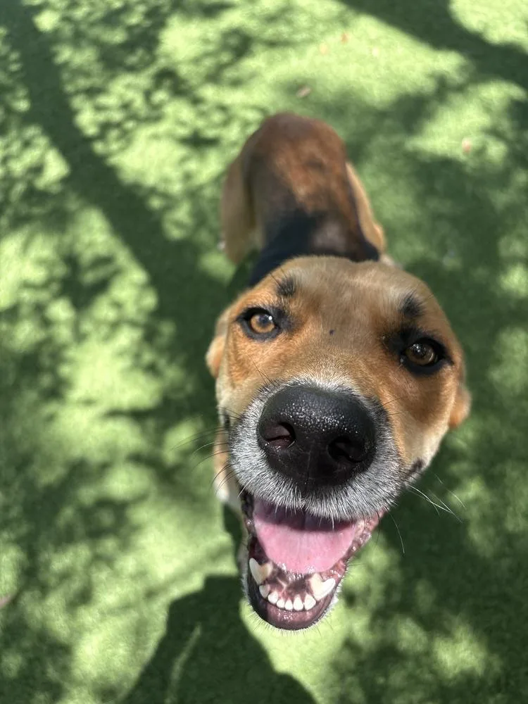 An adult medium-sized female Brown / Chocolate American Bulldog dog named Selina for adoption in Lakeland, FL