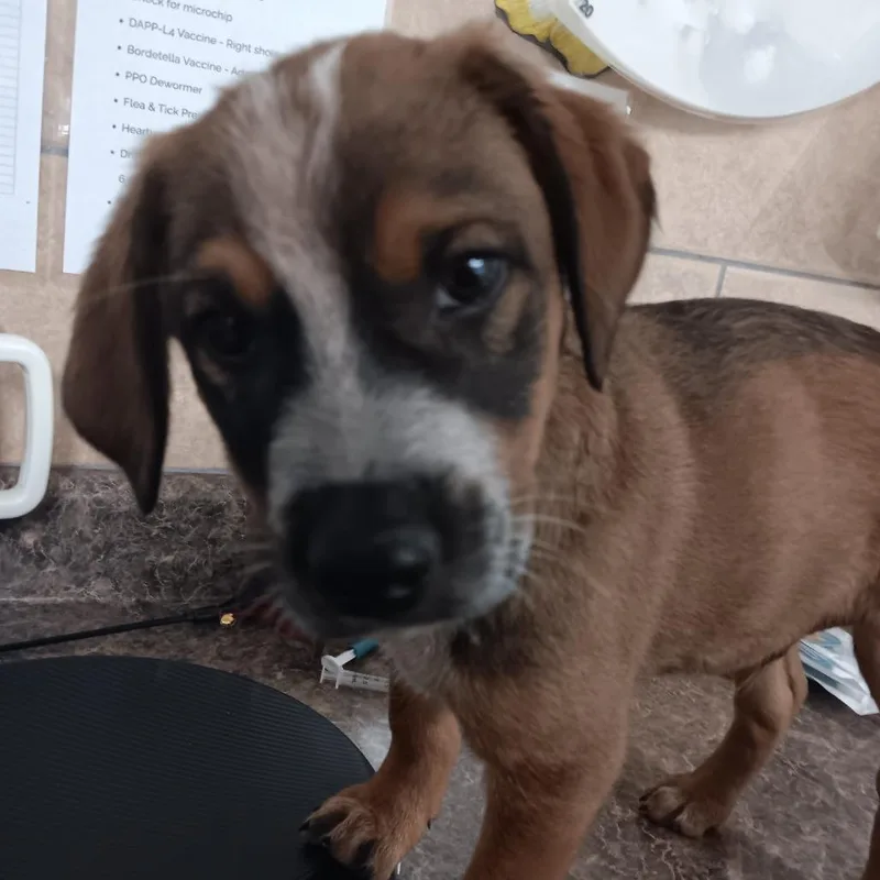 Puppuccino