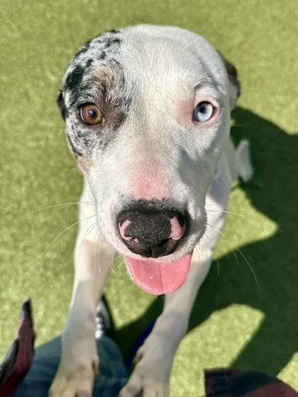 An adult large-sized female Mixed Breed dog named Piggy for adoption in Wichita, KS