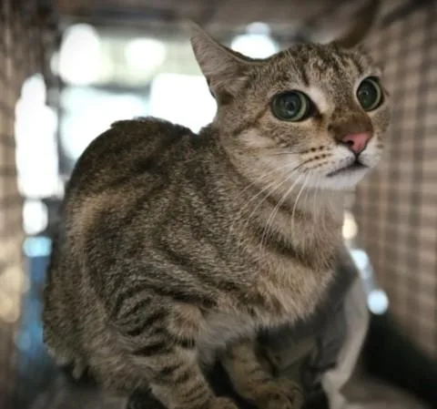 A young medium-sized female Domestic Short Hair cat named Mum for adoption in Los Angeles, CA