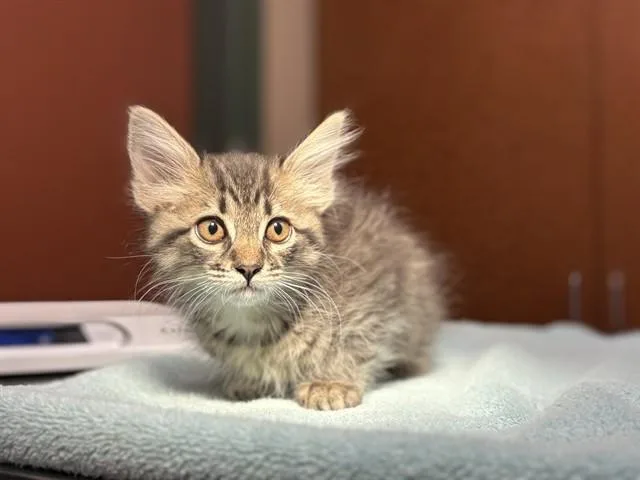 A baby small-sized female Domestic Short Hair cat named Freya for adoption in Rancho Cucamonga, CA