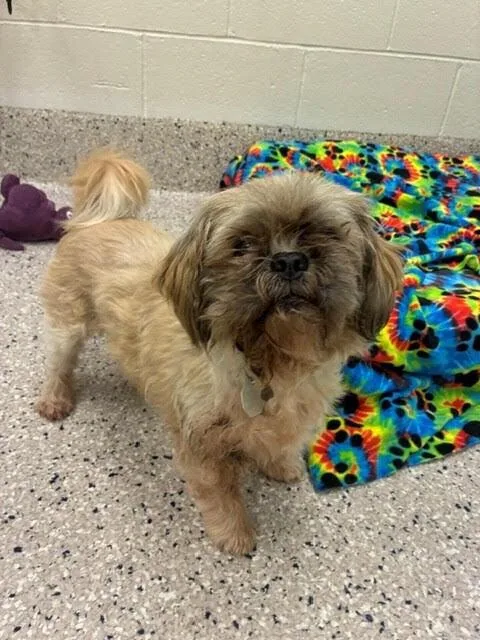 A senior small-sized male Lhasa Apso dog named Jerry for adoption in Littleton, CO