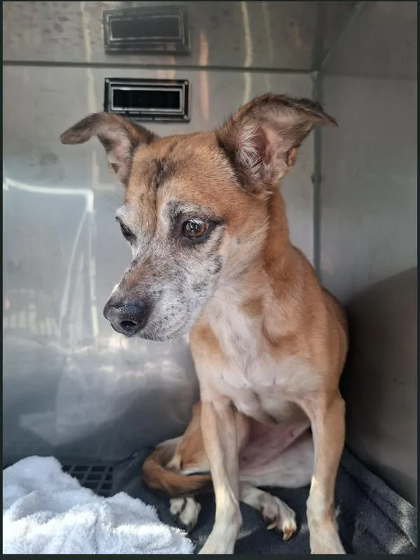 An adult small-sized female Chihuahua dog named Pen for adoption in Lawrenceville, GA