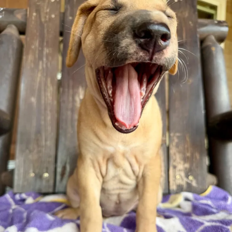 A baby medium-sized female Mixed Breed dog named Raisin for adoption in Pearsall, TX