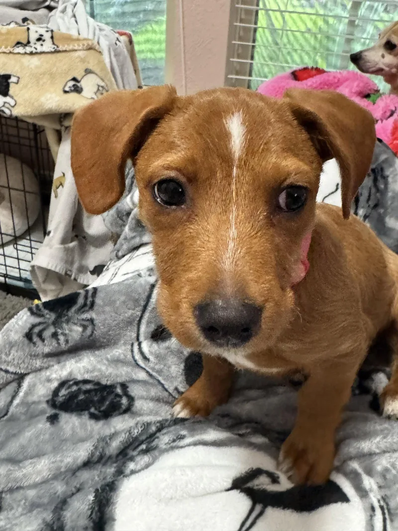 A baby small-sized female Dachshund dog named Lucy for adoption in Austin, TX