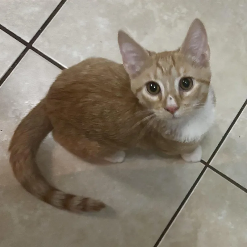 A baby medium-sized male Orange / Red Tabby cat named Willow the orange boy for adoption in Harrisburg, PA