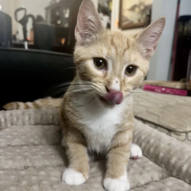 Willow the orange boy thumbnail 2