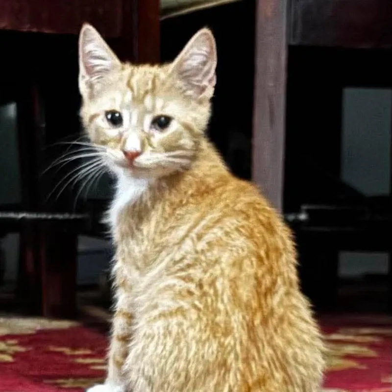Willow the orange boy thumbnail 3