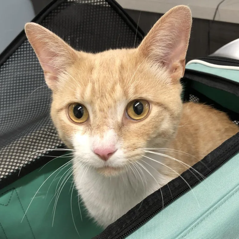 An adult large-sized male Orange / Red Domestic Short Hair cat named Douglas for adoption in Oak Park, IL