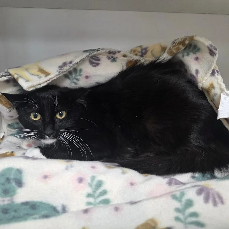 A young small-sized female Black Domestic Short Hair cat named Pip for adoption in Duncan, OK