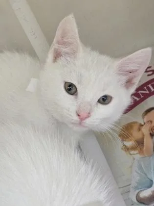 A baby small-sized female Domestic Short Hair cat named A Mckenzie Petco West for adoption in North Charleston, SC