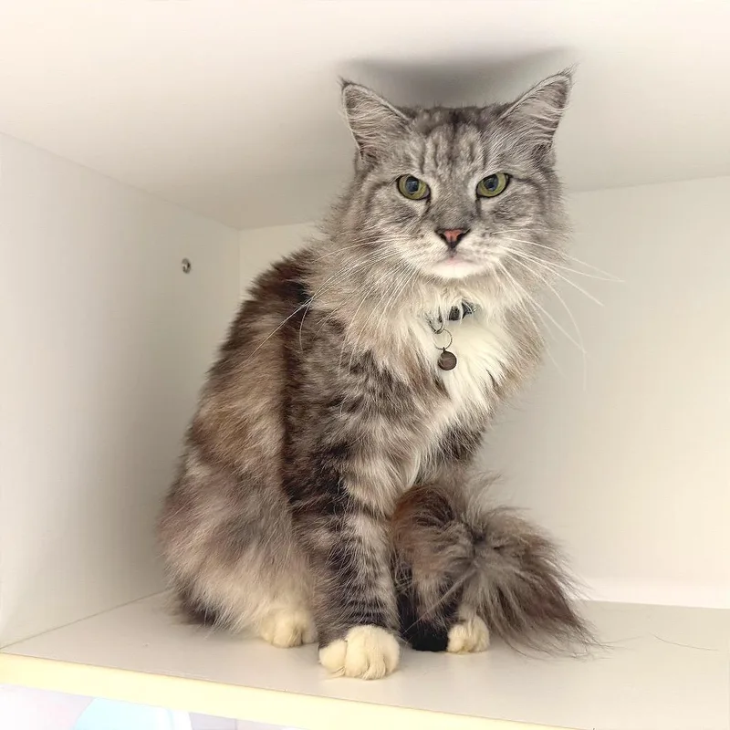 A senior medium-sized male Gray / Blue / Silver Domestic Long Hair cat named Prince Sparkles for adoption in League City, TX