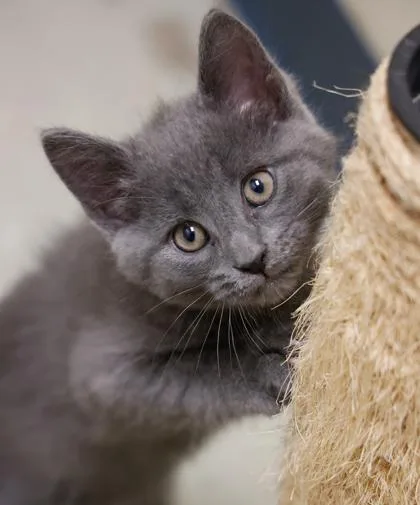 A baby medium-sized male Domestic Short Hair cat named Elliot for adoption in Verona, WI