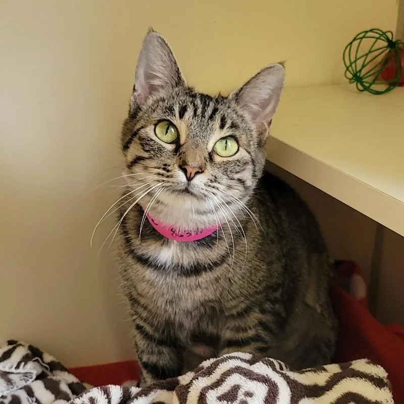 An adult medium-sized female Gray / Blue / Silver Domestic Short Hair cat named Opalite for adoption in Albuquerque, NM
